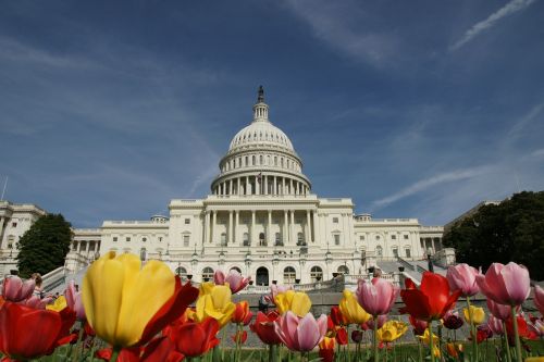 the white house washington tulips