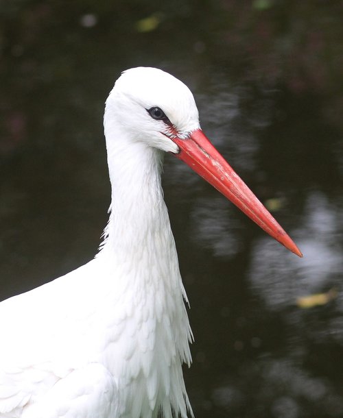 the white stork  stork  the weltvogelpark walsrode
