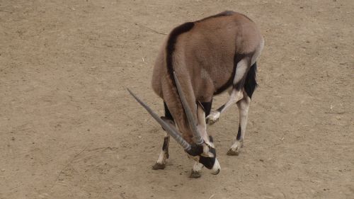 the wild ass antelope animal