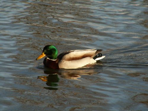 the wild duck bird water