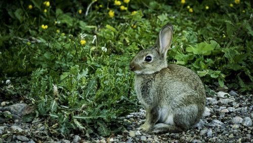 the wild rabbit rabbit wildlife