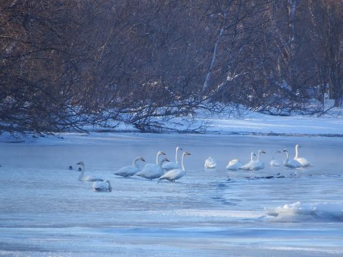 the wild swans the whooping a flock of