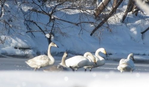 the wild swans the whooping a flock of