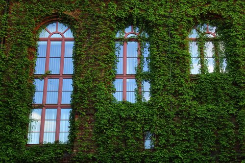the window  plants  green