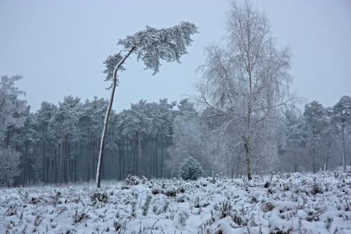 the winter's tale wintry forest