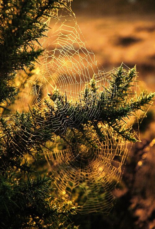 spider web tree