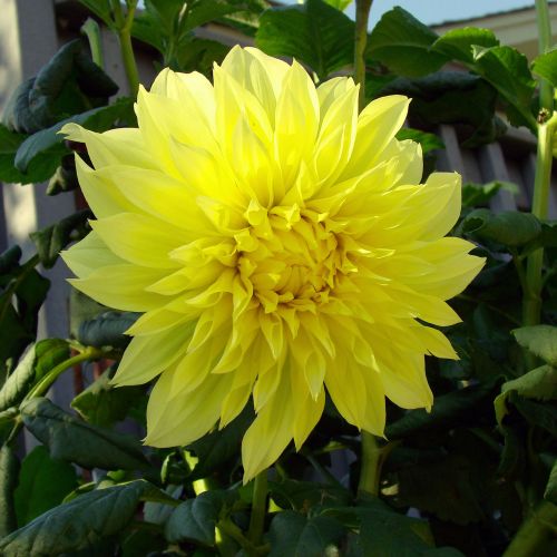 The Yellow Mum