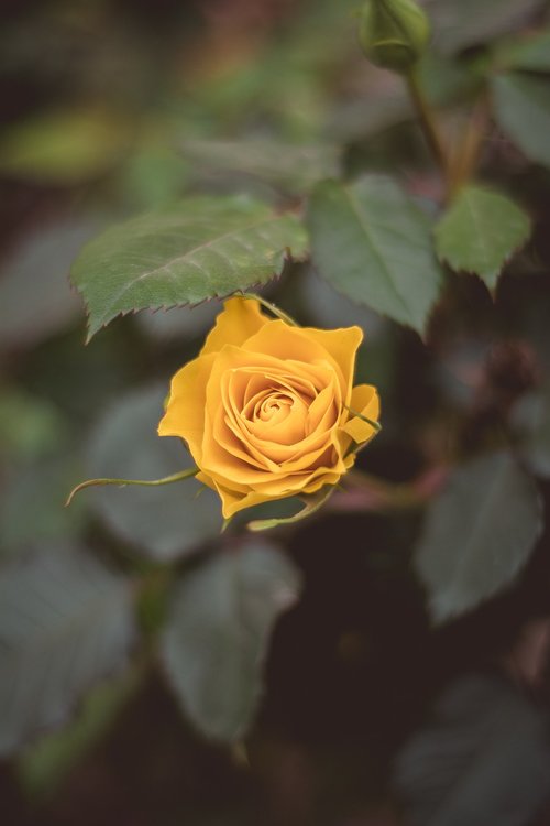 the yellow rose  rose  yellow