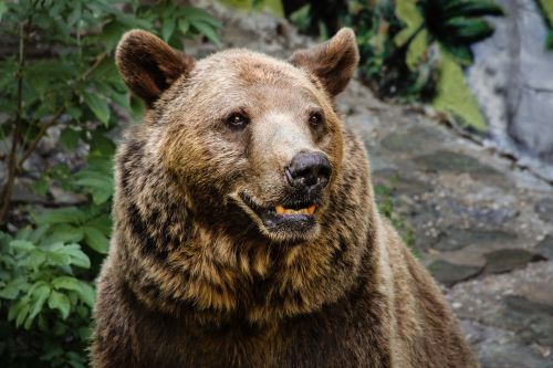 brown bear the zoo animals