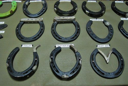 Therapeutic Horse Shoes