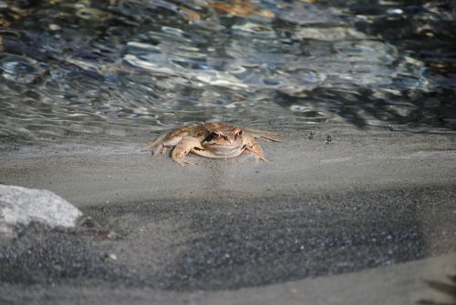 thick toad water