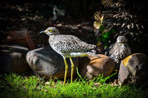 thick  knee  camouflage