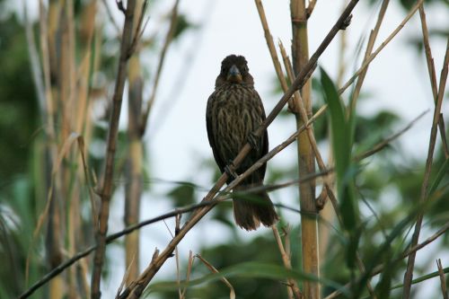 Thick- Billed Female Weaver