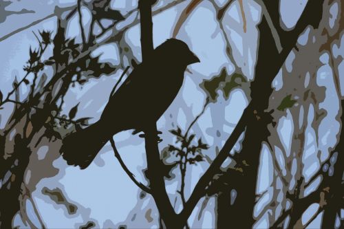 Thick Billed Weaver Male Silhouette