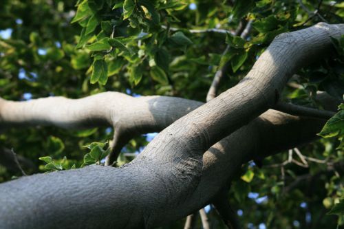 Thick Branch Of White Stinkwood