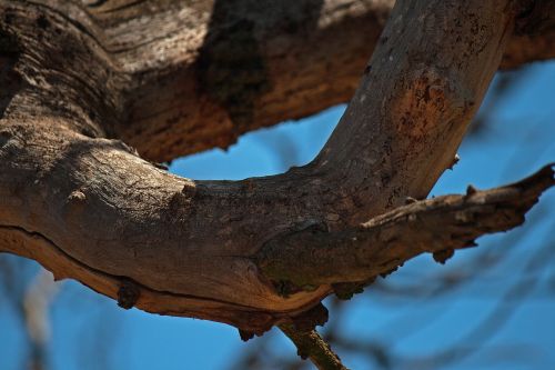 Thick Dry Branch