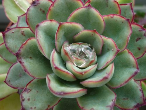 thick sheet greenhouse houseleek rosette