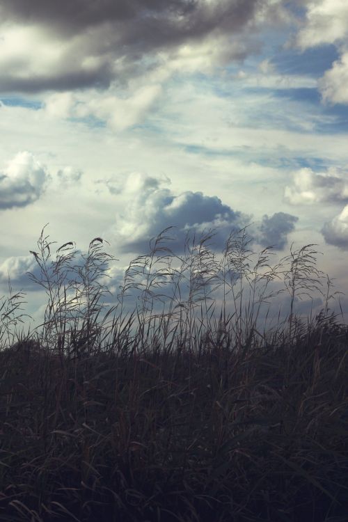 thicket sky scenery