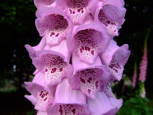 thimble digitalis pink