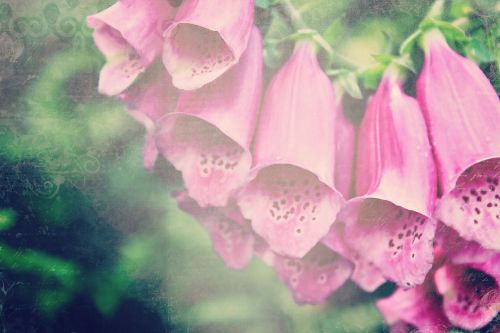 thimble digitalis flower