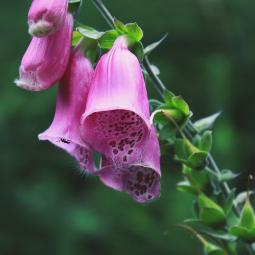 thimble flower blossom