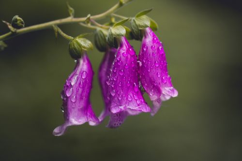 thimble nature flower