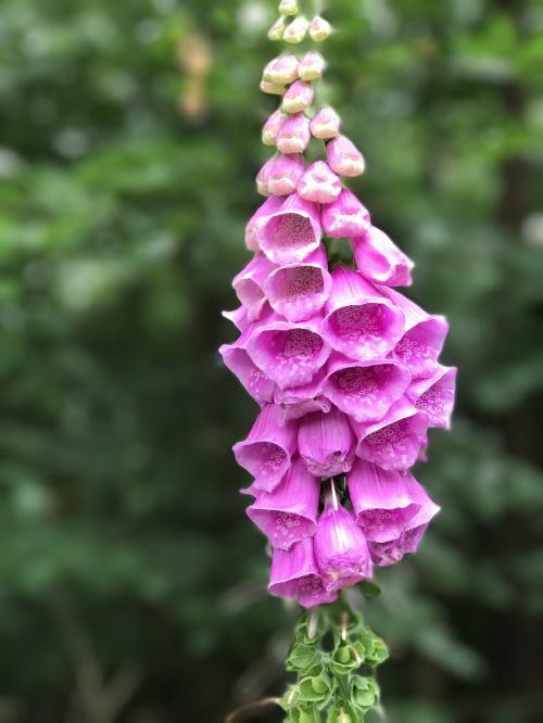 thimble wild flowers close