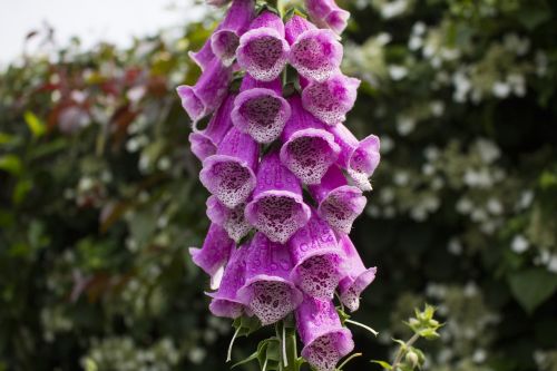 thimble flower blossom