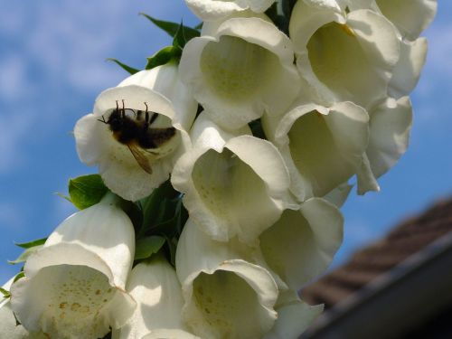 thimble garden plant