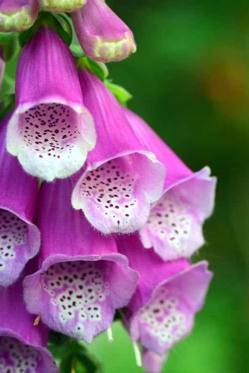 thimble digitalis toxic