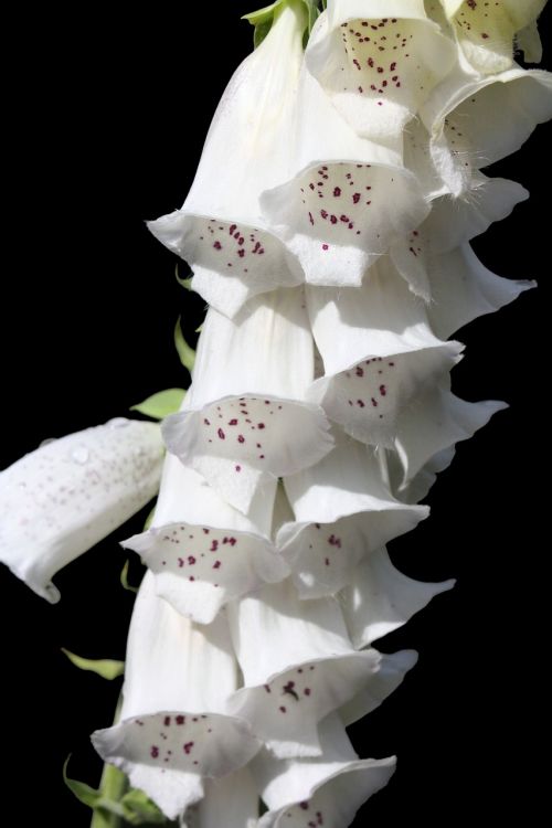 thimble flowers medicinal plant