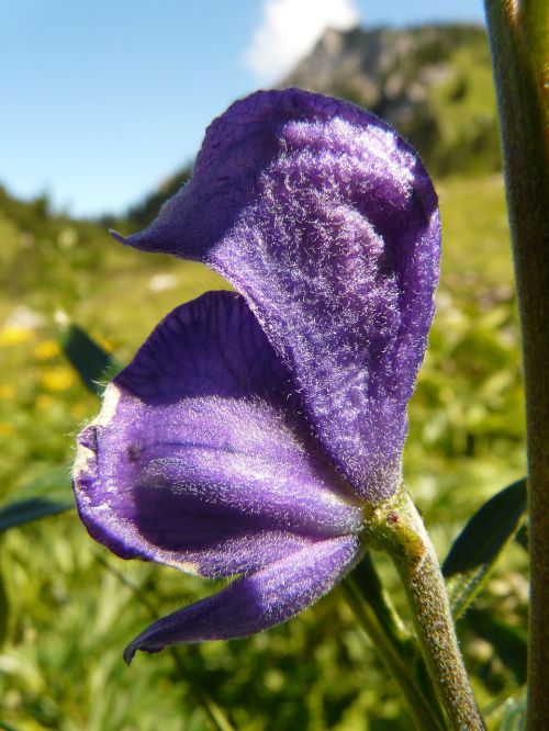 thimble wild flower meadow