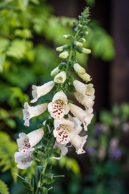 thimble  rain  flower