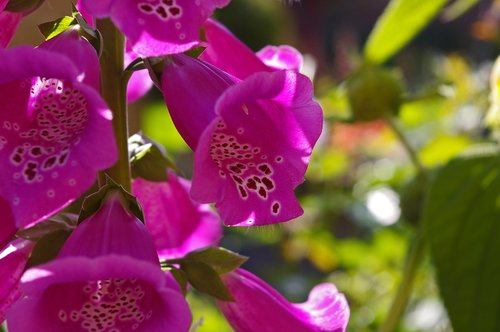 thimble  plant  pink