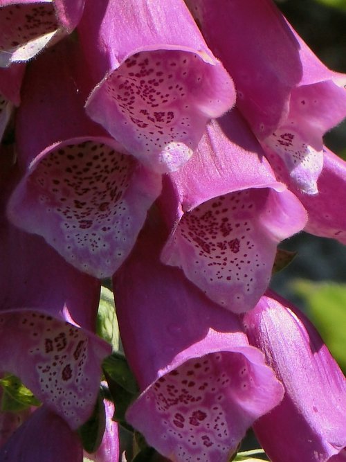 thimble  digitalis  flowers