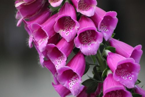 thimble digitalis purpurea flower