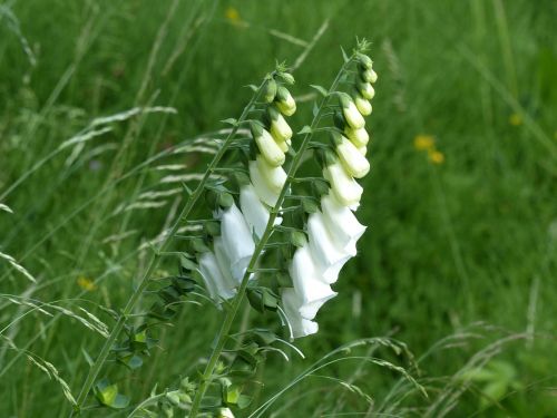 thimble digitalis lutea white