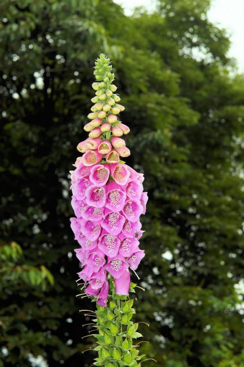 thimble blossom bloom