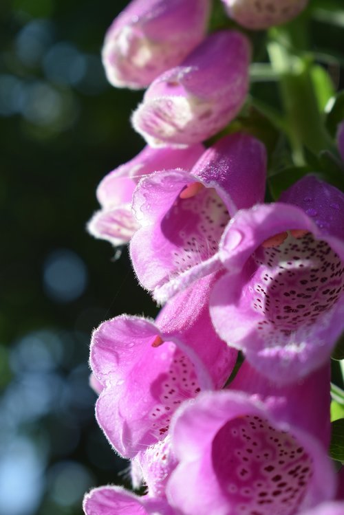 thimble  pink  blossom