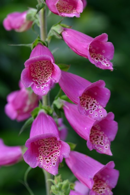 thimble  flower  plant