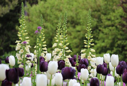thimble  tulips  white