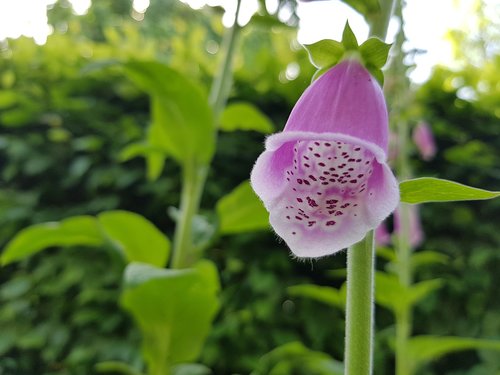 thimble  plant  flower