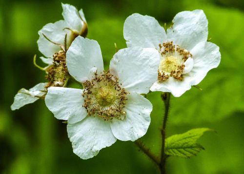 thimble berry blossom forest