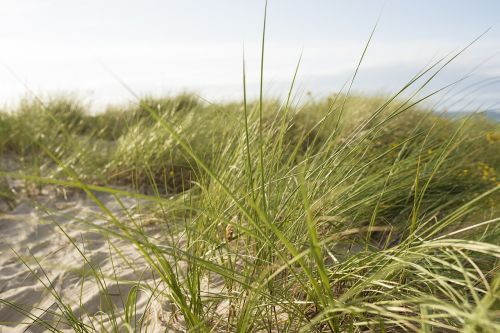thin baltic sea grass