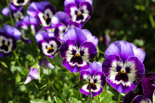 thinking  flowers  garden