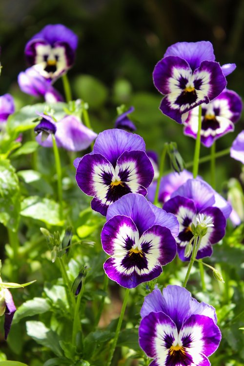 thinking  flower  violet