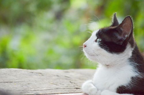thinking cat black white