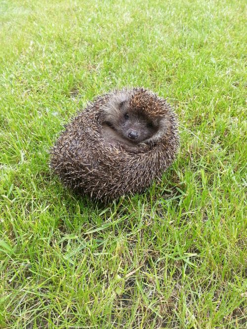 third showing a hedgehog cute prickly animal