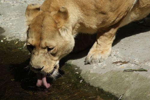 thirst lioness zoo