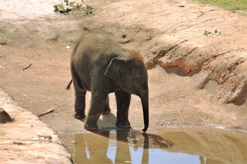 Thirsty Baby Elephant